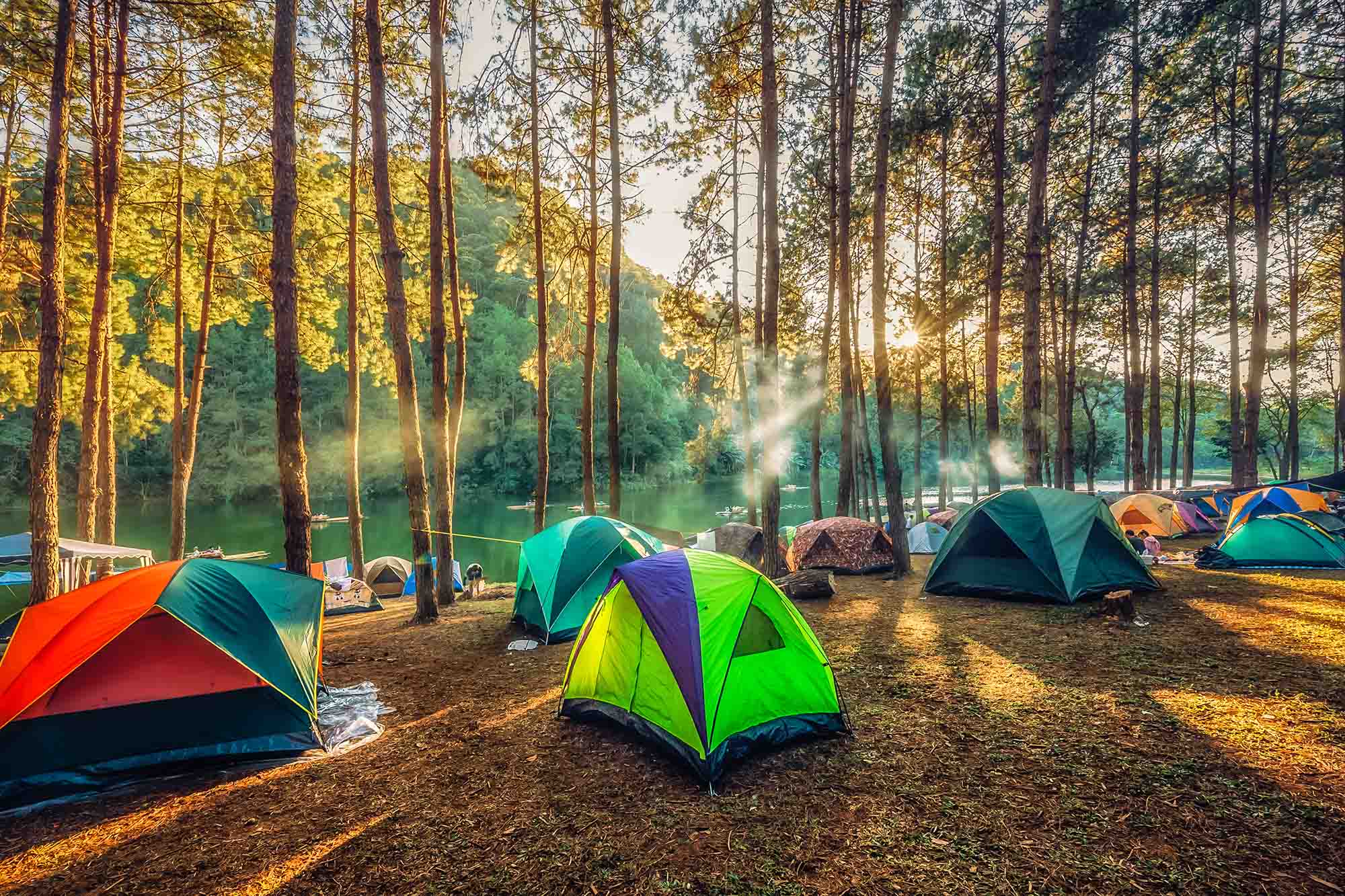 Camping and tent under the pine forest  in sunset at north of Thailand
